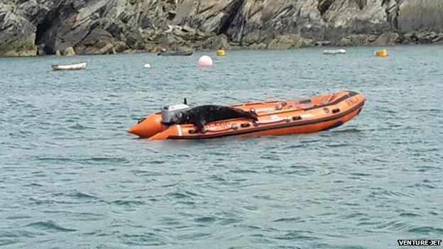 The seal on the St David's RNLI boarding boat