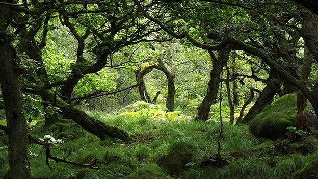 Slack Hall Wood