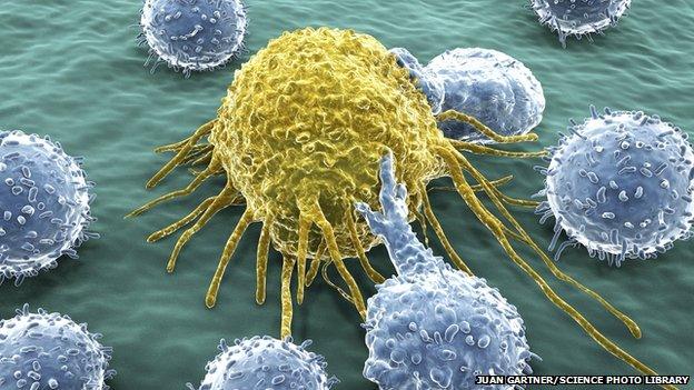 cancer cell