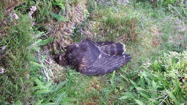 Dead hen harrier