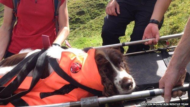 Dog on stretcher