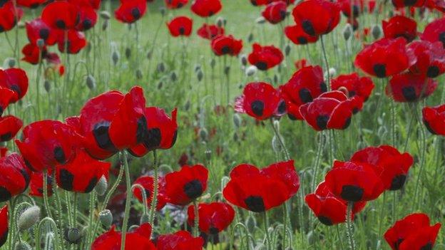 Poppies in a field