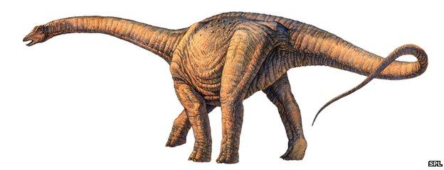 Sauropod