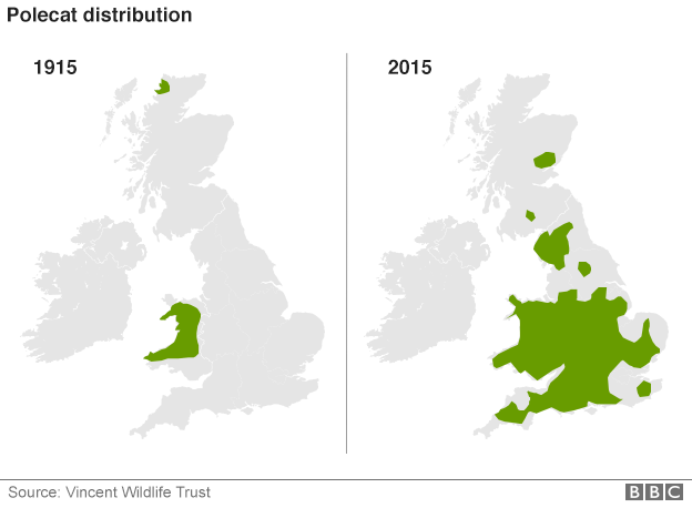 Polecat distribution