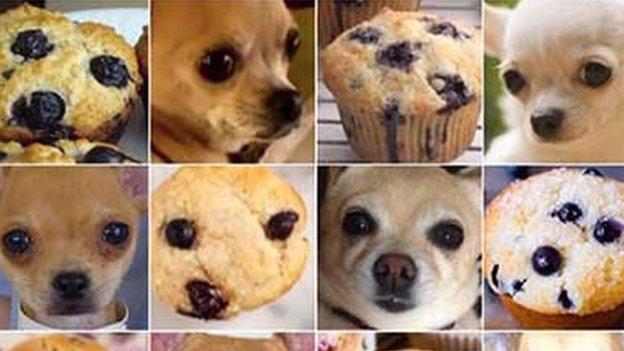 Muffins and chihuahuas side by side