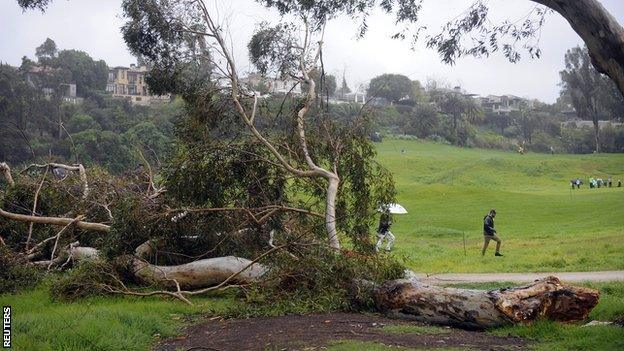 A eucalyptus tree fell at Riviera