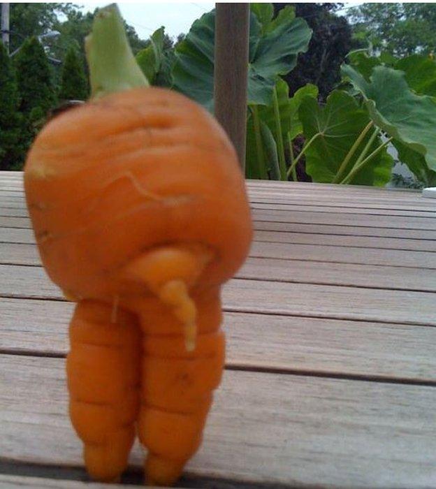 Carrot shaped like a pair of legs.