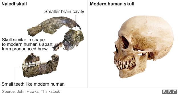 skulls