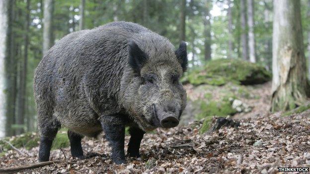 Wild boar