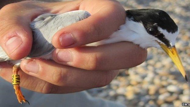 Little tern