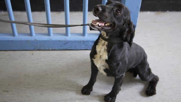 Wandsworth prison sniffer dogs