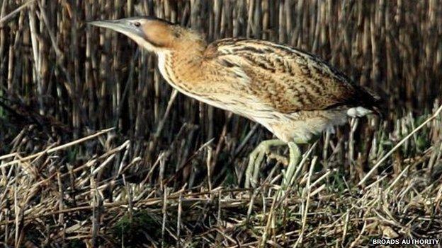 Bittern