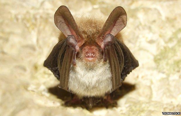 Bechstein's bat