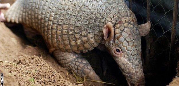 Armadillo