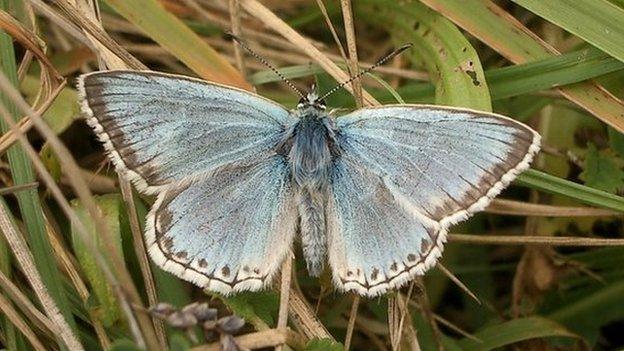 chalk hill blue butterfly