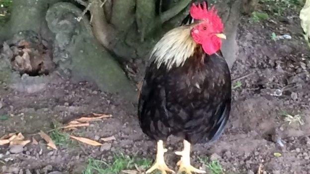 Stan the cockerel