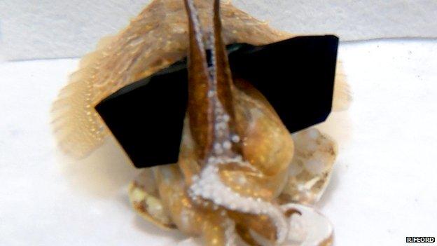 Cuttlefish in 3D glasses