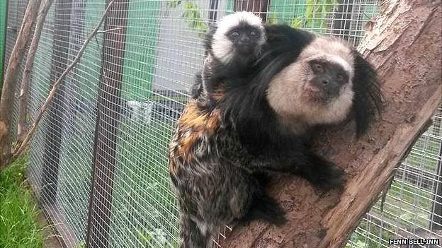 One of two newborn baby marmosets at the pub