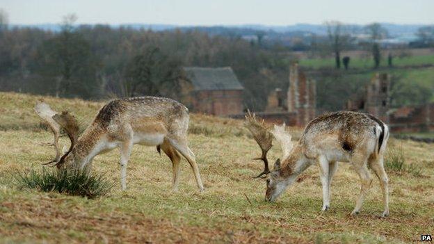 Fallow deer