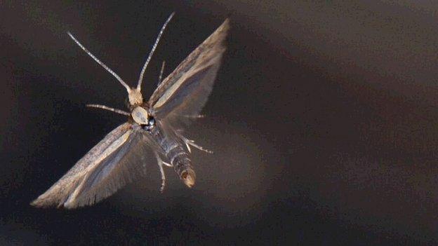 Diamondback moth