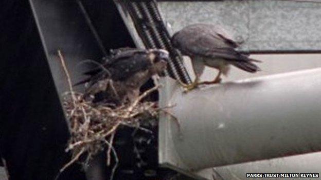 stadiummk peregrines