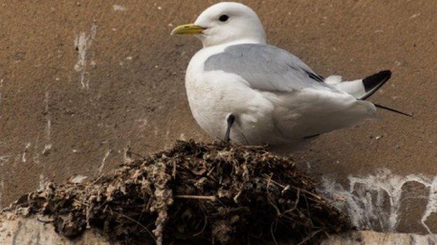 Kittiwake