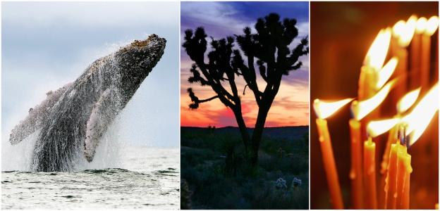 Whales, yucca plant and candles