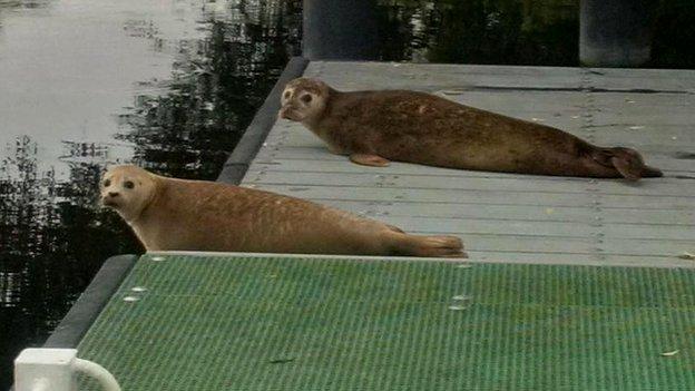 Seals on the river in St Ives