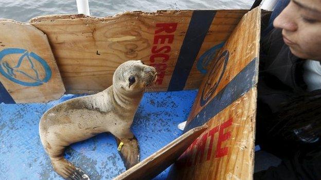 A volunteer of Animal Science and Well-being Organization (ORCA), observes a sea lion, named Fabiana, on the deck of a boat in front of Palomino island, in Callao, Peru