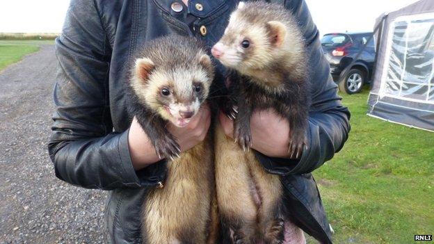 A pair of ferrets