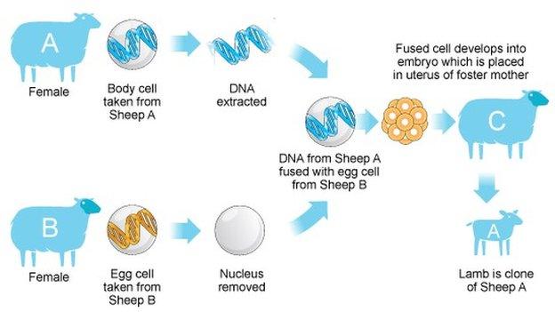 Cloning