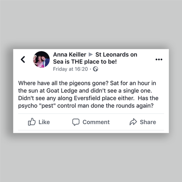 'Where have all the pigeons gone? Sat for an hour in the sun at Goat ledge and didn't see a single one. Didn't see any along Eversfield place either. Has the psycho "pest" control man done the rounds again?'