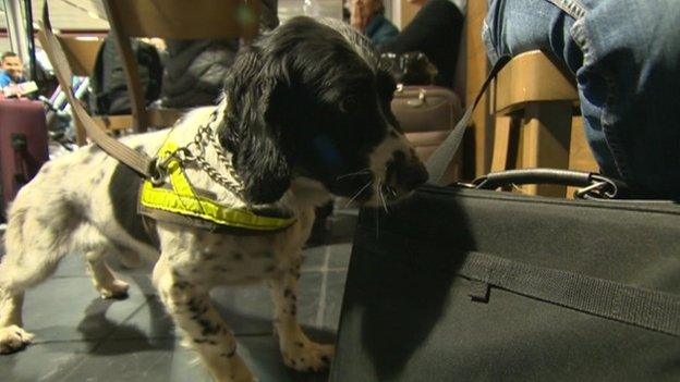 Diesel the sniffer dog at Luton Airport