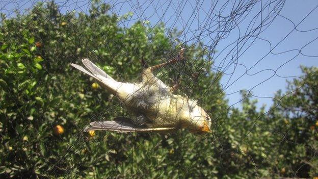 Bird in net