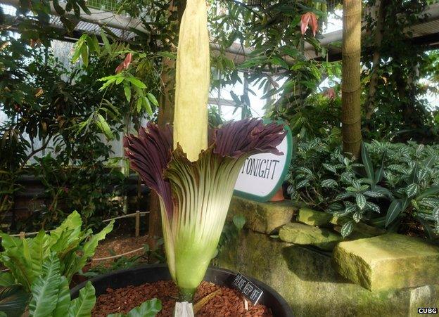 Titan arum