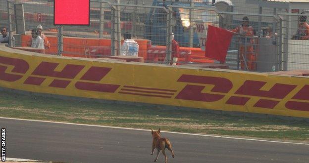 Dog runs onto the track during practice at the 2011 Indian Grand Prix