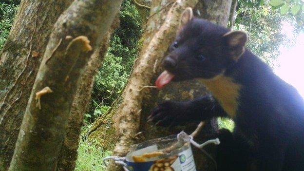 Pine marten