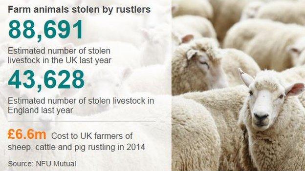 Sheep rustling data