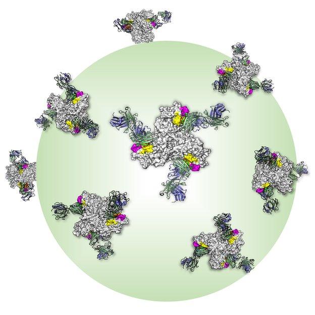 n6 antibody