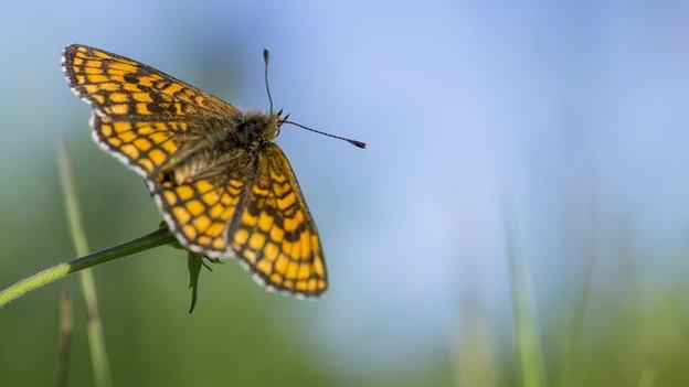 High brown fritillary on plant