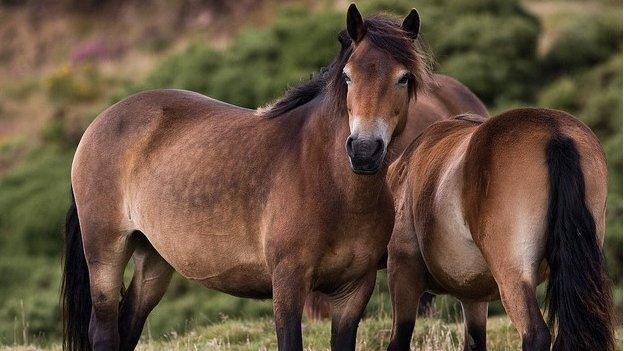 Exmoor ponies