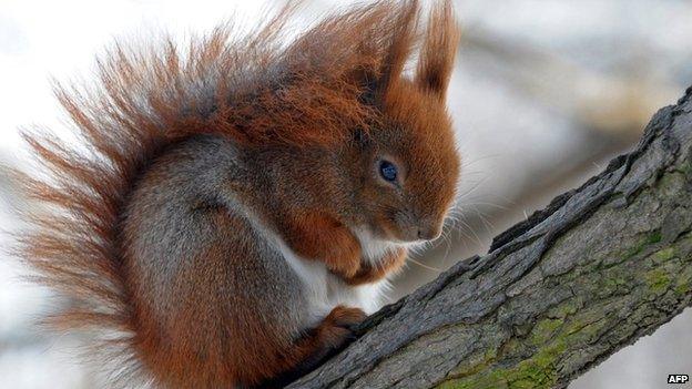 Red squirrel