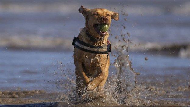 Dog on beach