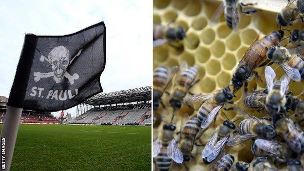 St Pauli bees