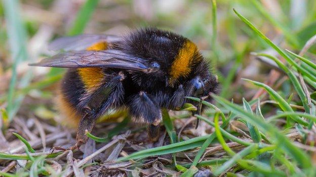 Buff-tailed Bumblebee