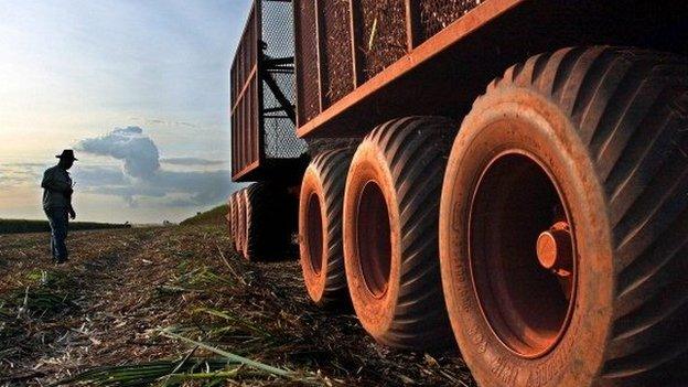 A worker checks the sugar cane harvest