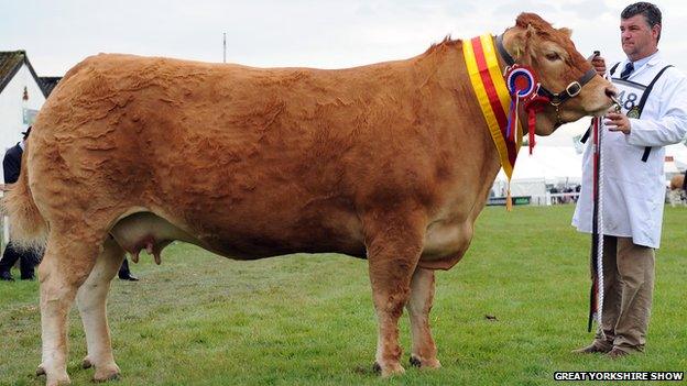 Supreme beef champion