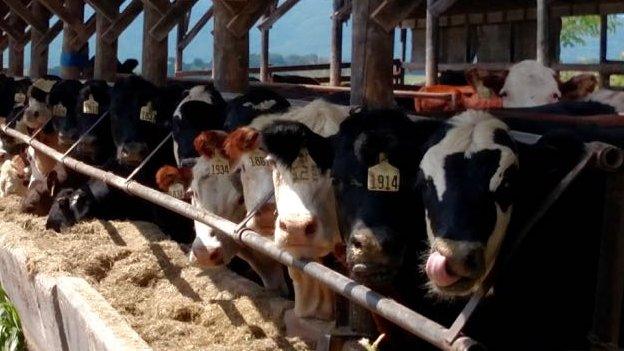 Cows at Cream Hill stock farm