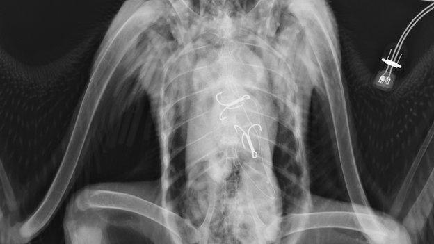 X-ray showing hooks inside the bird