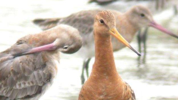 Black tailed godwit